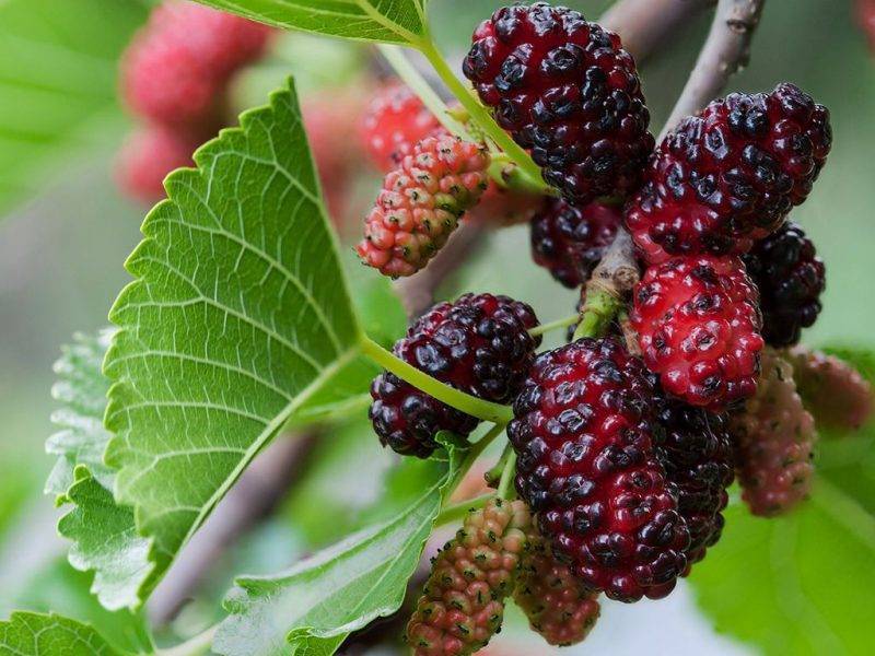 Шелковица купить саженцы из питомнике в Махачкале