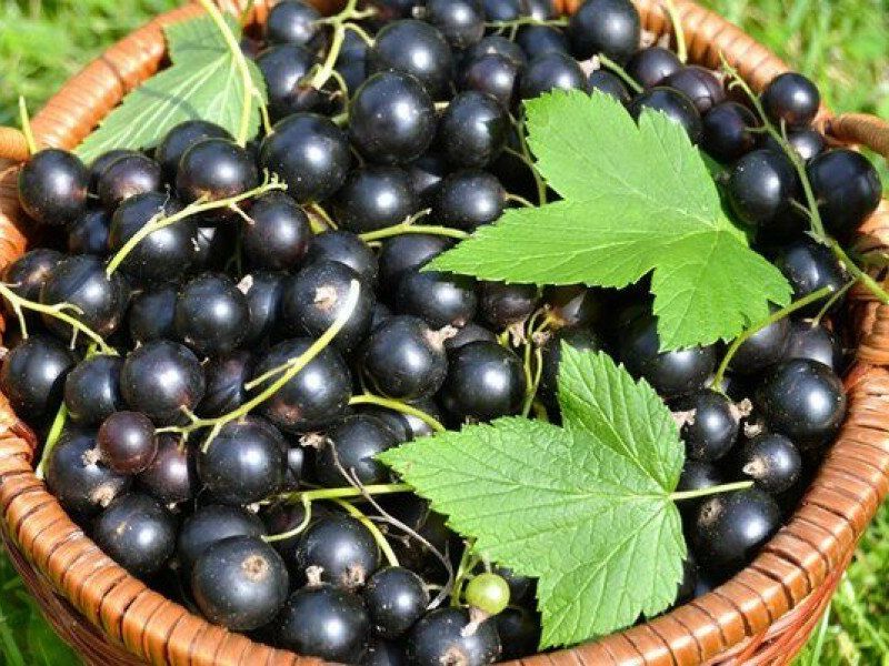 Смородина купить саженцы из питомника в Махачкале