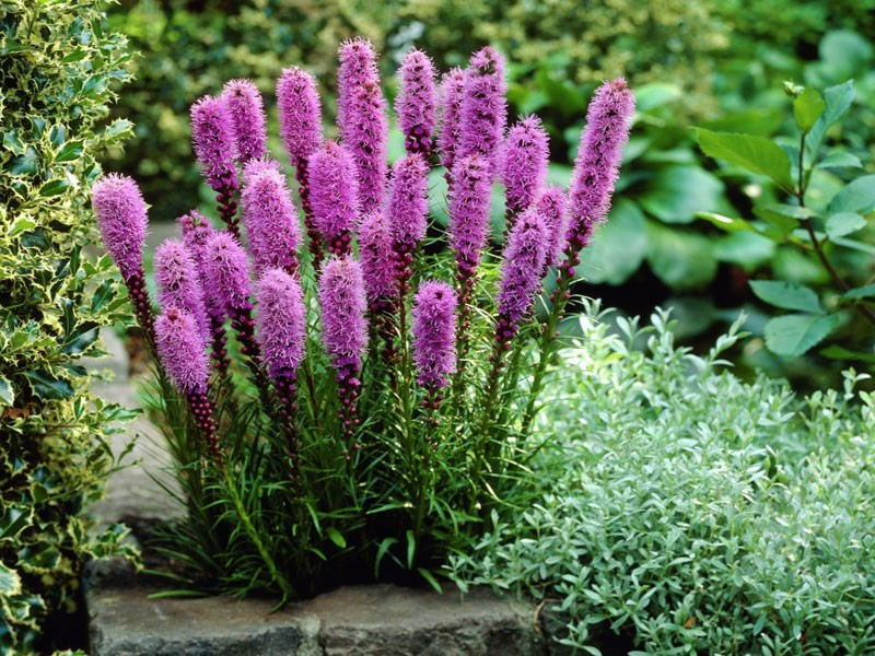 Многолетники купить саженцы из питомника в Махачкале