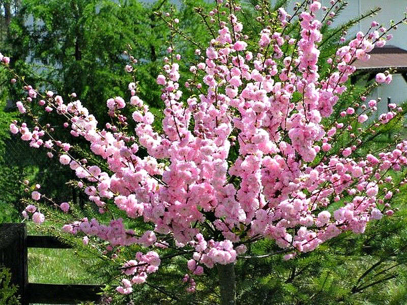 Миндаль купить саженцы из питомника в Махачкале