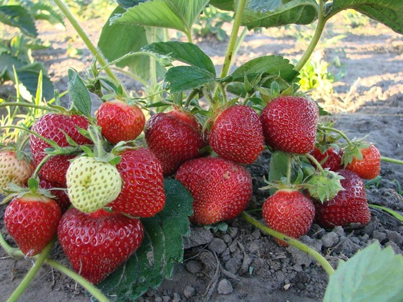 Клубника купить саженцы из питомника в Махачкале