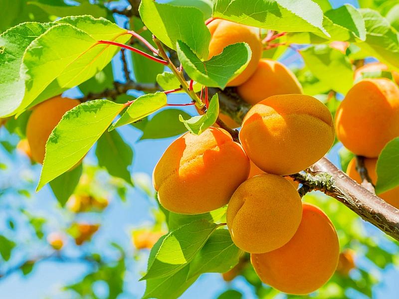 Абрикос купить саженцы из питомнике в Махачкале