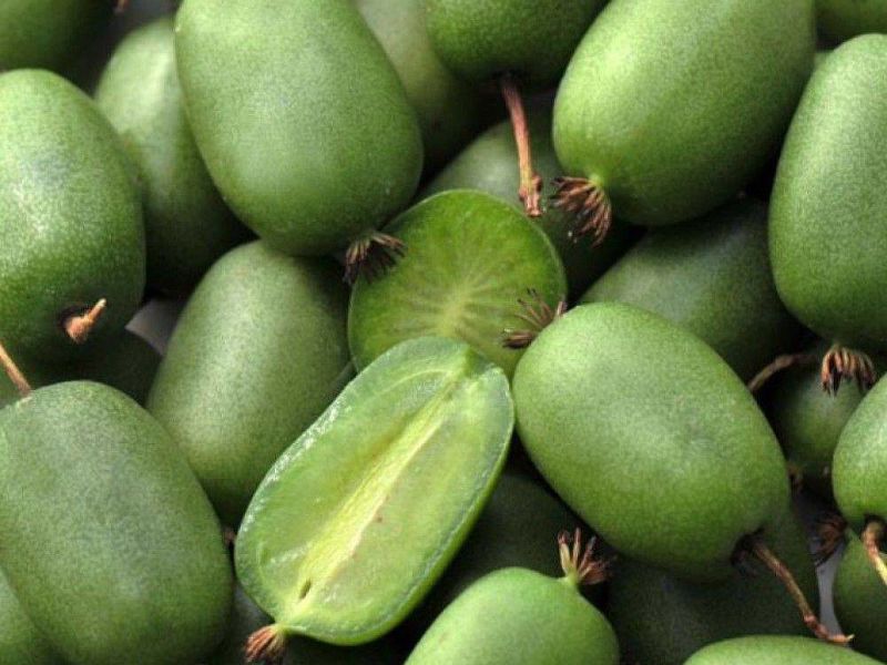 Актинидия купить саженцы из питомнике в Махачкале