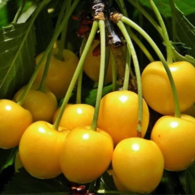 Черешня "ОРЛОВСКАЯ ЯНТАРНАЯ"