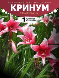 Crinum calamistratum