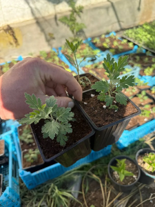 Хризантема Ноктюрн, Зембла Пинк, Бранбич Корал, 3 шт