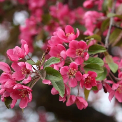 Яблоня "РЭД КЕТТИ"