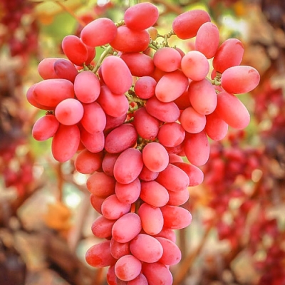 Виноград "КИНГ РУБИ"
